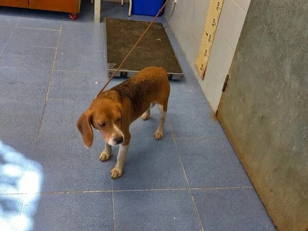 Xuma, female mixed breed for adoption at Refuxio Galicia