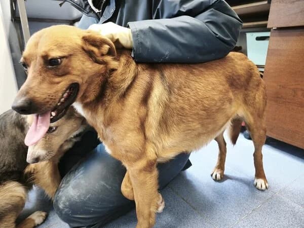 62-47 Toruk, male mixed breed for adoption at Refuxio Galicia
