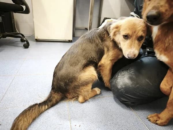 64-26 Pandora, female mixed breed for adoption at Refuxio Galicia