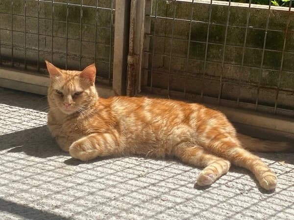 652-25 Dรญscolo, male mixed breed for adoption at Refuxio Galicia