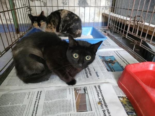 66-26 Pluma (Bimba), female mixed breed for adoption at Refuxio Galicia
