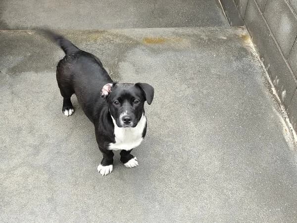 67-26 Vecna, female mixed breed for adoption at Refuxio Galicia