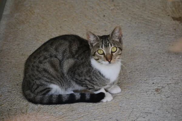 670-25 Lip, male mixed breed for adoption at Refuxio Galicia