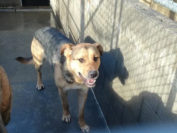 671-25 Kayla, female mixed breed for adoption at Refuxio Galicia