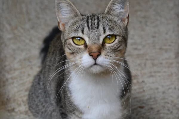 685-25 Chusa, female mixed breed for adoption at Refuxio Galicia