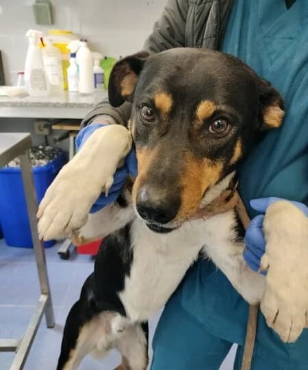 686-25 Lucky, male Mixed Breed for adoption at Refuxio Galicia