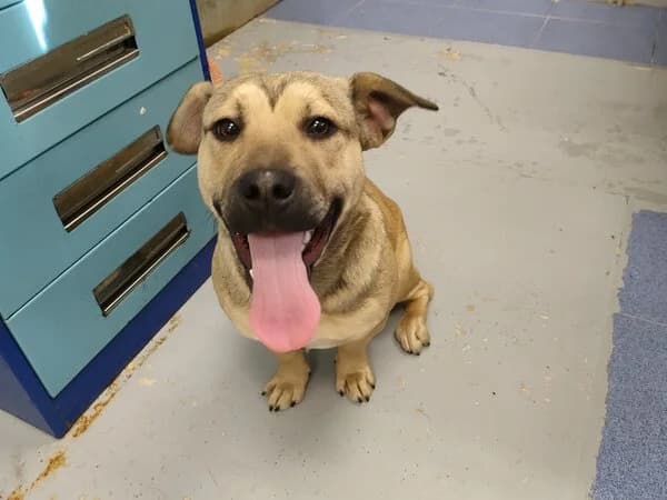 70-26 Will, male mixed breed for adoption at Refuxio Galicia