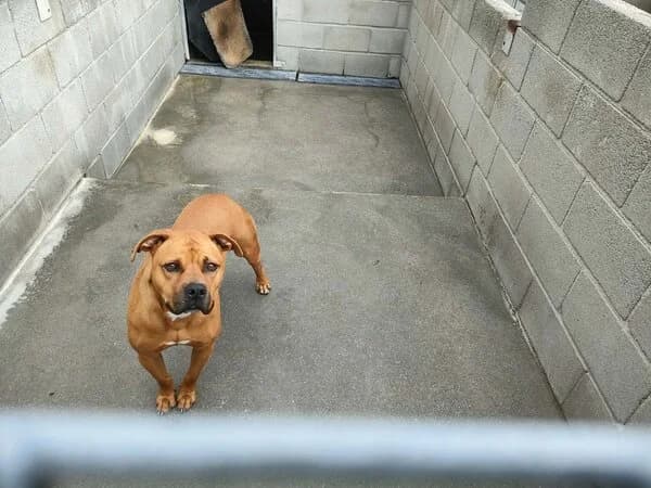 703-24 Bron, male mixed breed for adoption at Refuxio Galicia