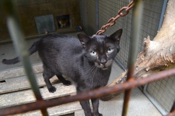 716-25 Free, male mixed breed for adoption at Refuxio Galicia
