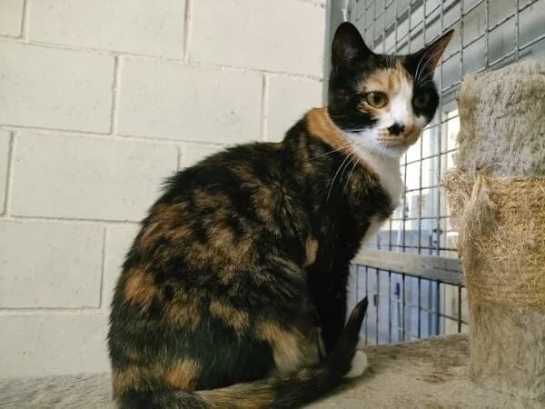 728-25 Maya, female mixed breed for adoption at Refuxio Galicia