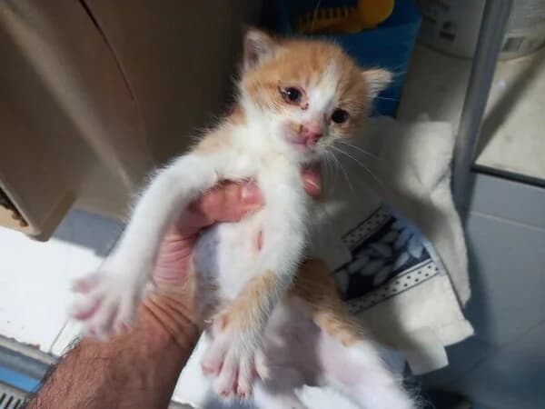 77-26 Clarinete, male Mixed Breed for adoption at Refuxio Galicia