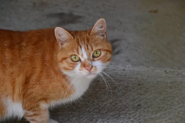 8-26 Ocho, male mixed breed for adoption at Refuxio Galicia
