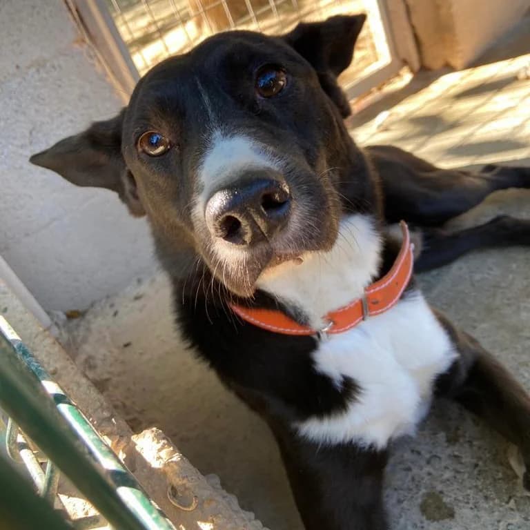 Manolet, male senior Mixed Breed for adoption at Ribercan, Valencia