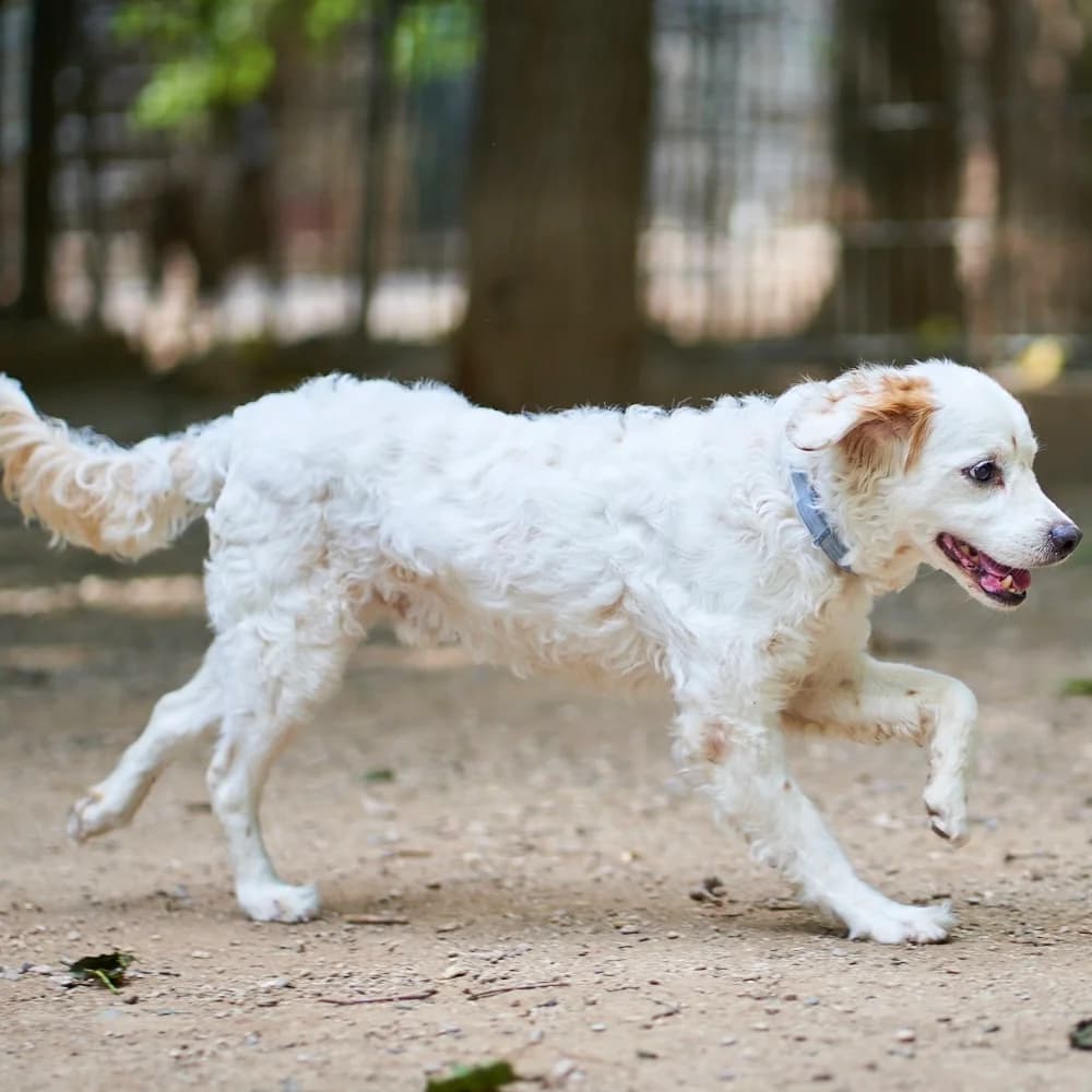 Yoi, male senior Mixed Breed for adoption at Ribercan, Valencia