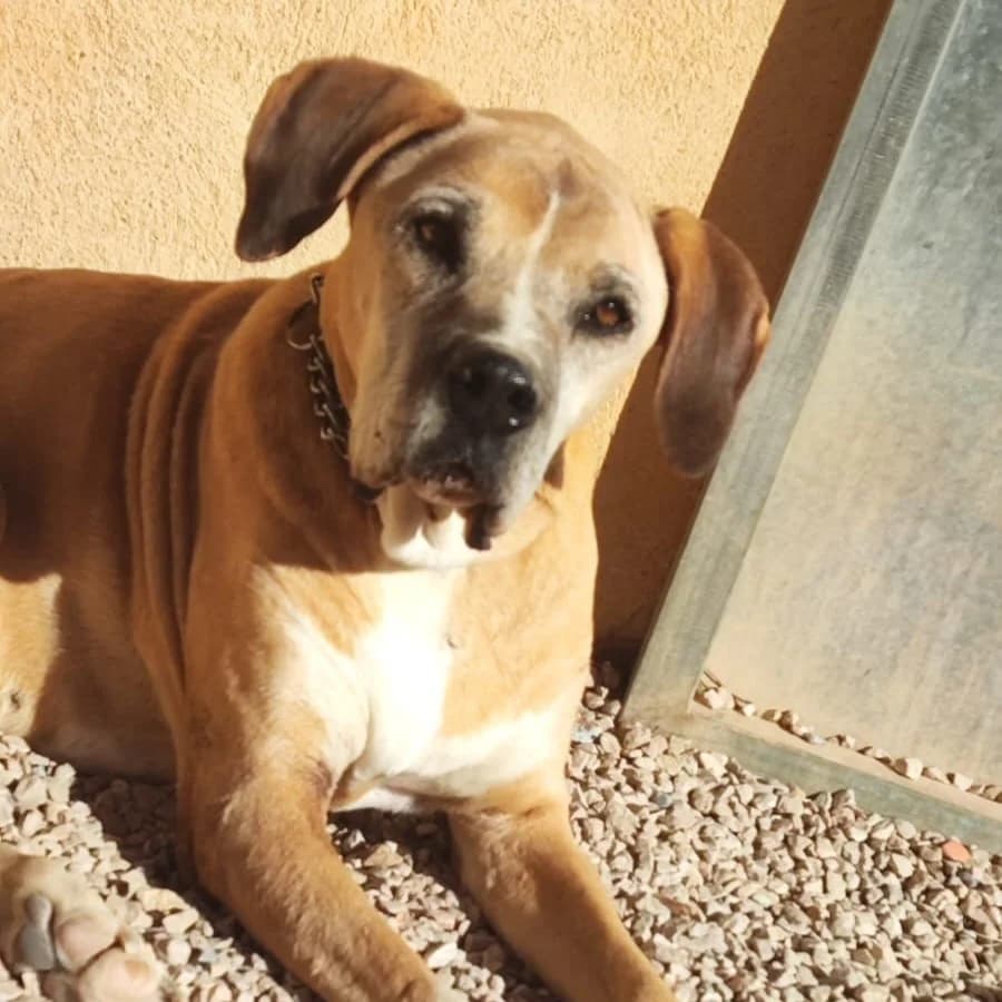 Rudolf, male senior Mixed Breed for adoption at Ribercan, Valencia