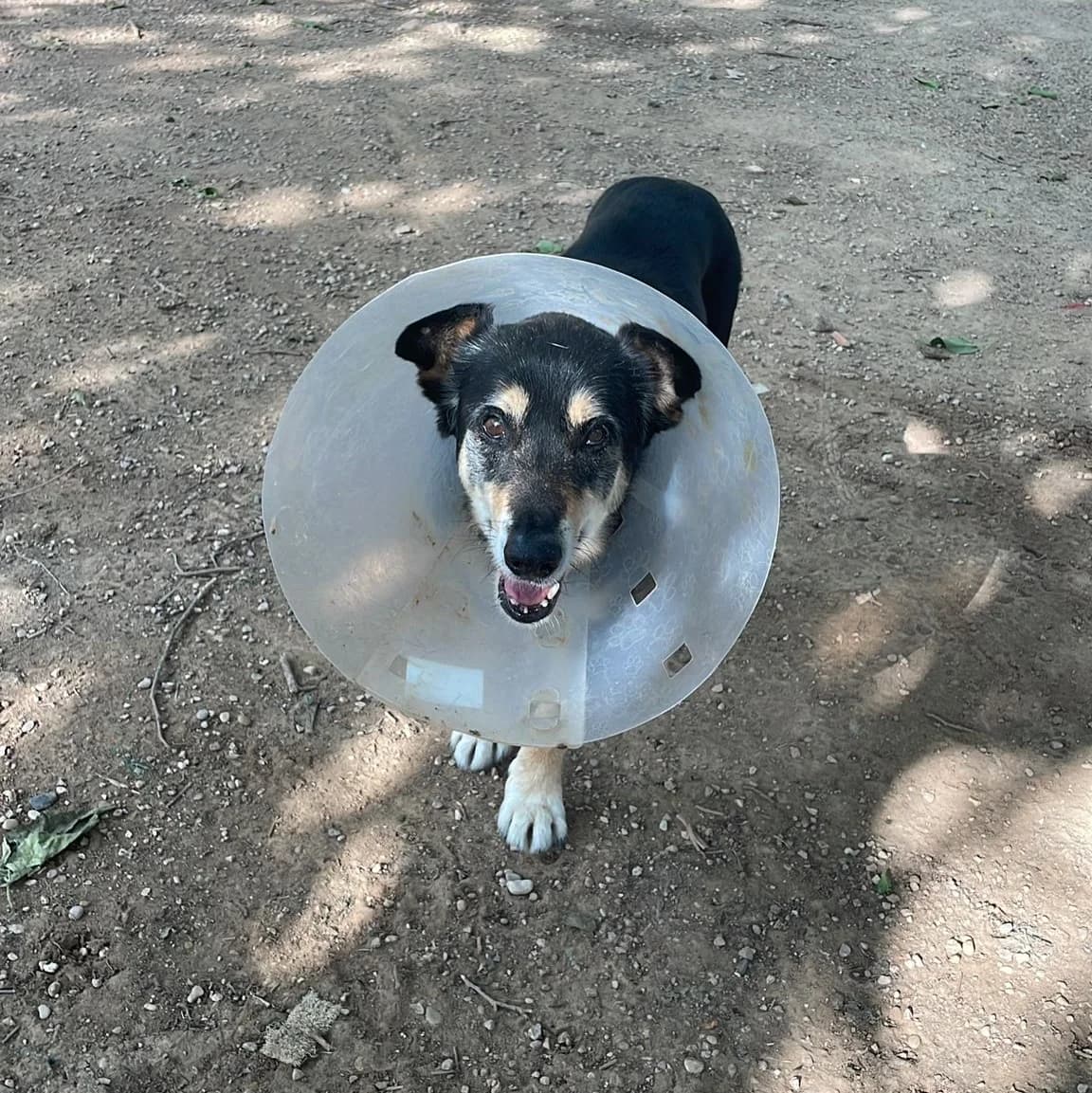 Willy, male senior Mixed Breed for adoption at Ribercan, Valencia
