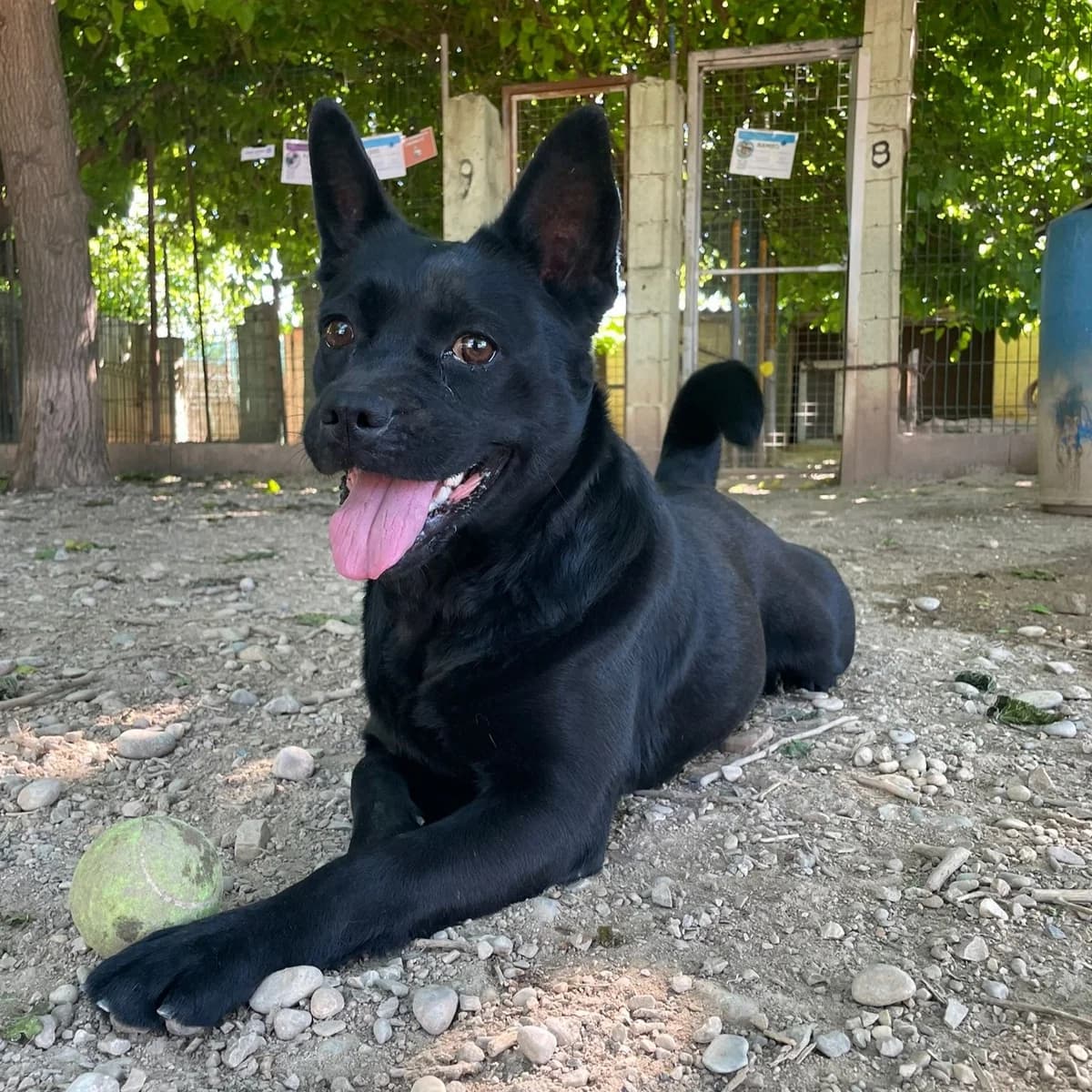 Rita, male 4yo Mixed Breed for adoption at Ribercan, Valencia