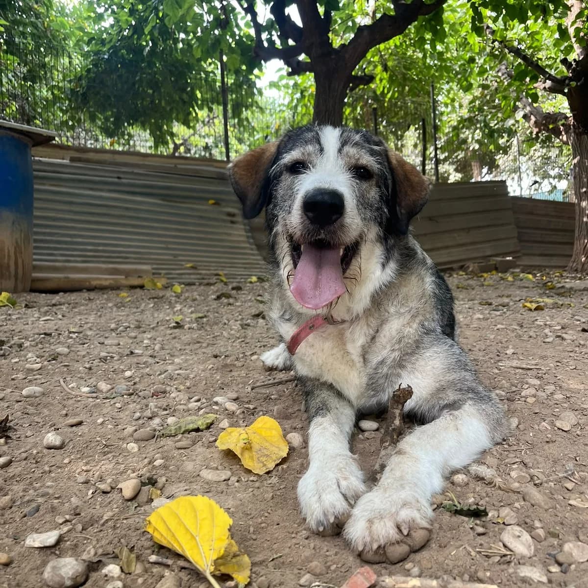 Dora, male young Mixed Breed for adoption at Ribercan, Valencia