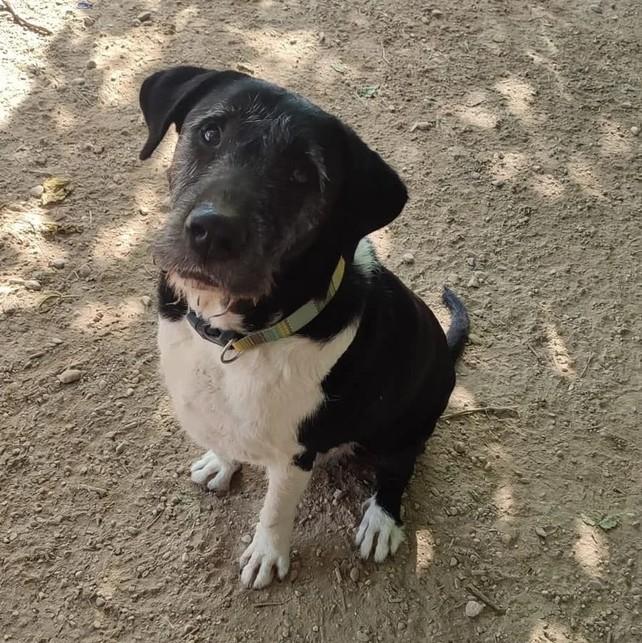 Bru, male 6yo Mixed Breed for adoption at Ribercan, Valencia