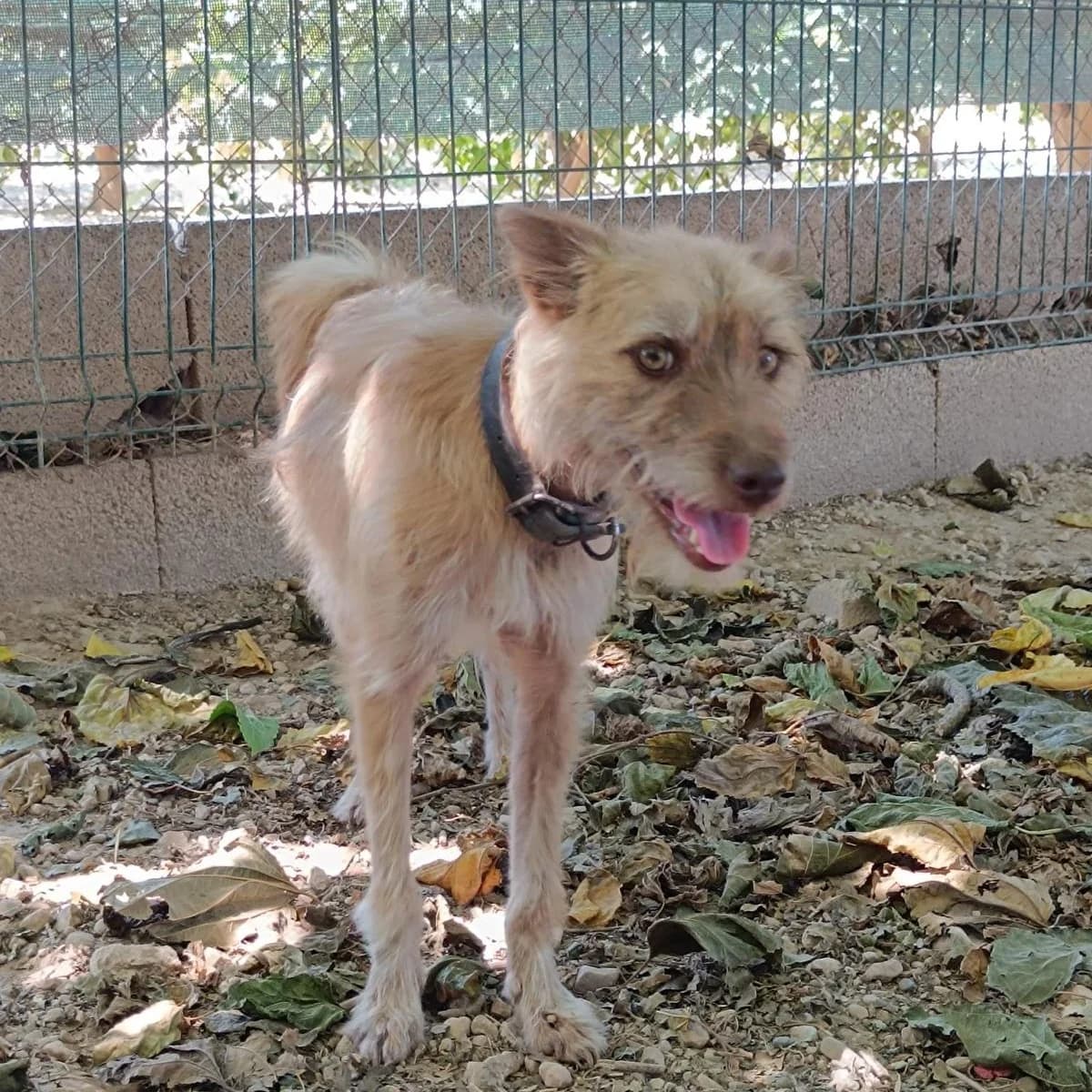 Mía, male Mixed Breed for adoption at Ribercan, Valencia