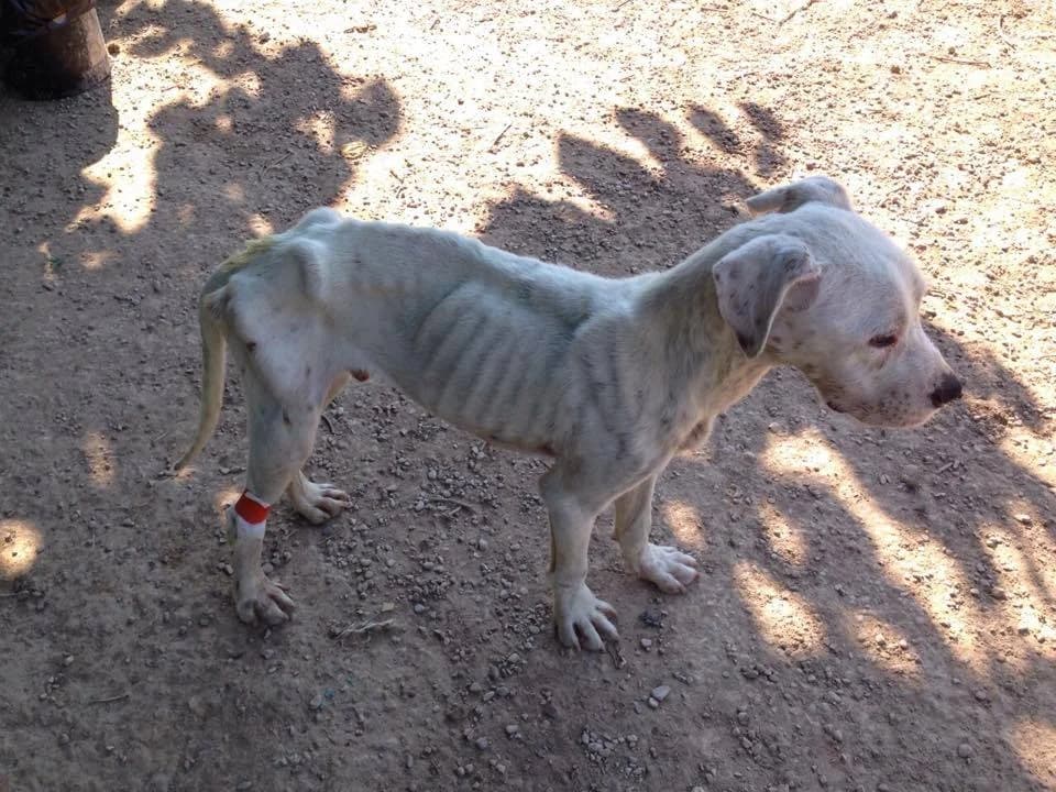 Massaï, male senior Mixed Breed for adoption at Ribercan, Valencia