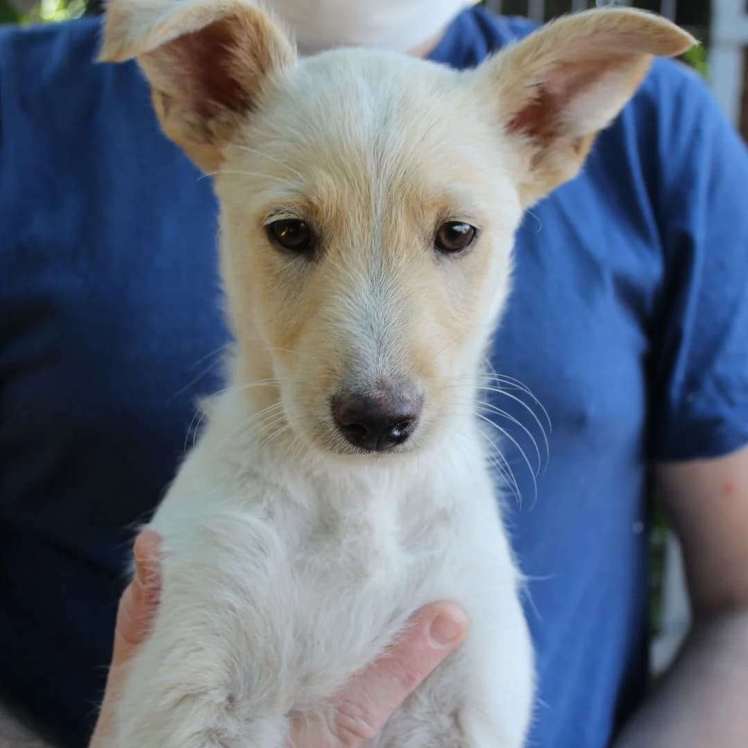 Koba, female Mixed Breed for adoption at Ribercan, Valencia