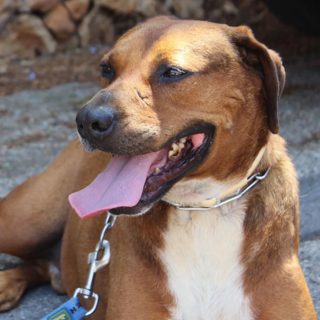 Bran, male Mixed Breed for adoption at Ribercan, Valencia