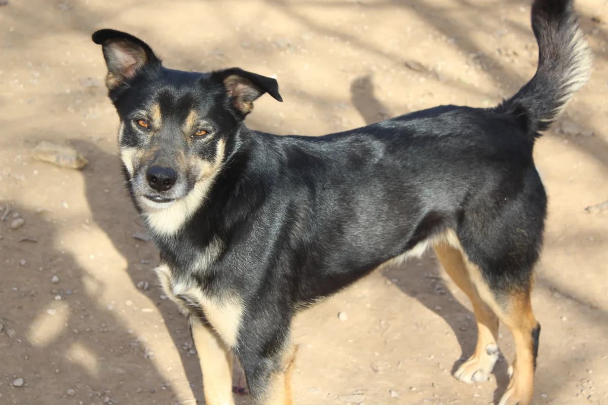 Glu, male Mixed Breed for adoption at Ribercan, Valencia