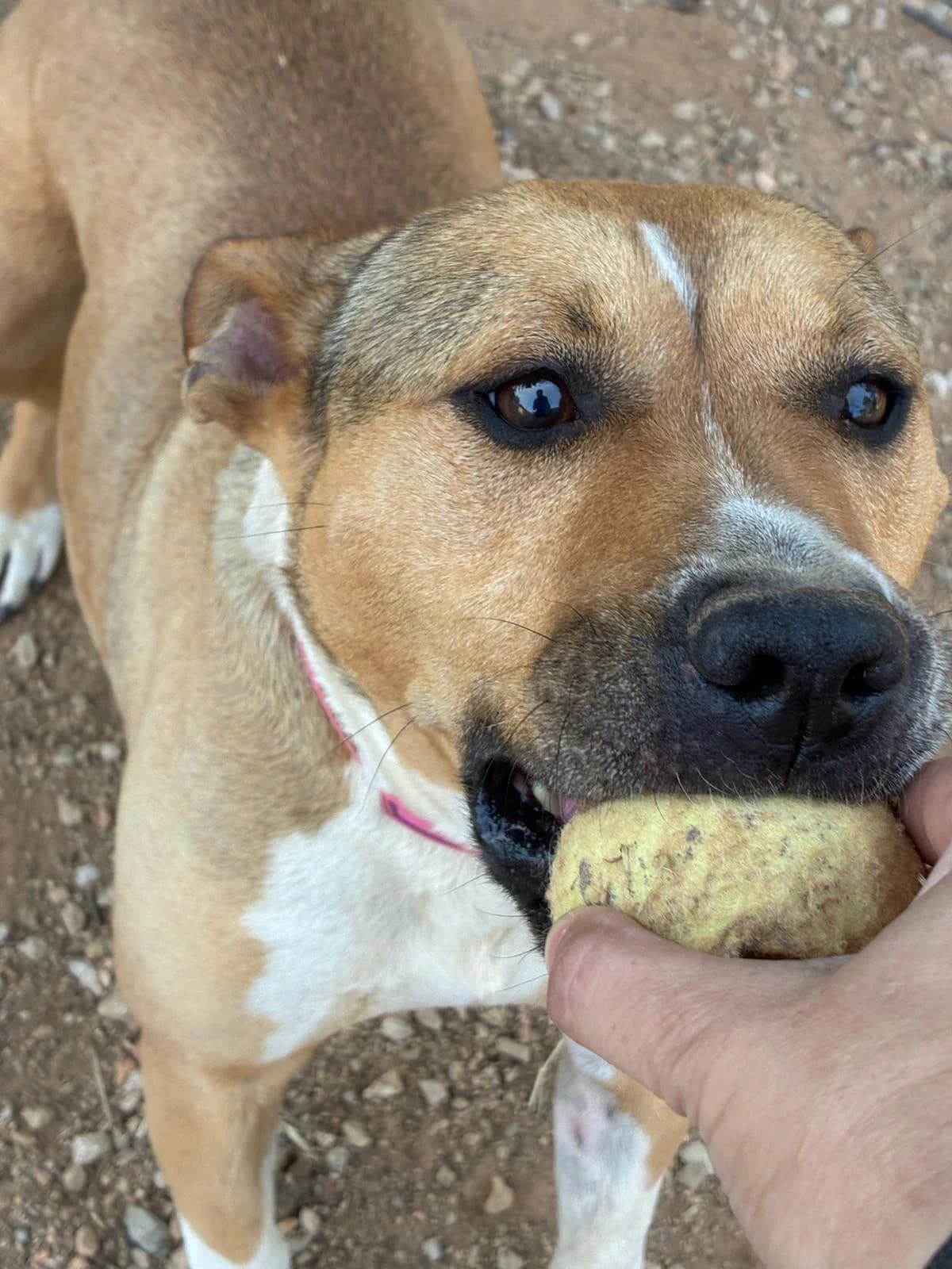 Bella, female Mixed Breed for adoption at Ribercan, Valencia