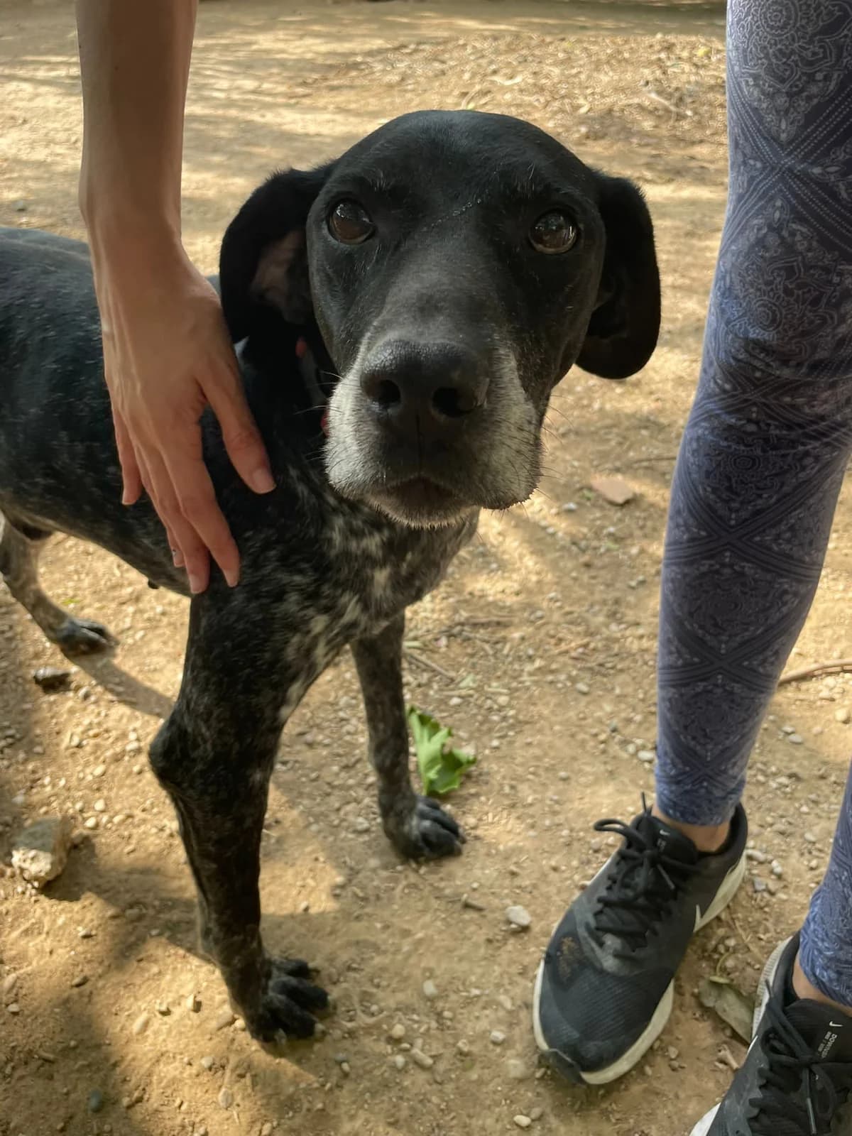Hunter, male Mixed Breed for adoption at Ribercan, Valencia