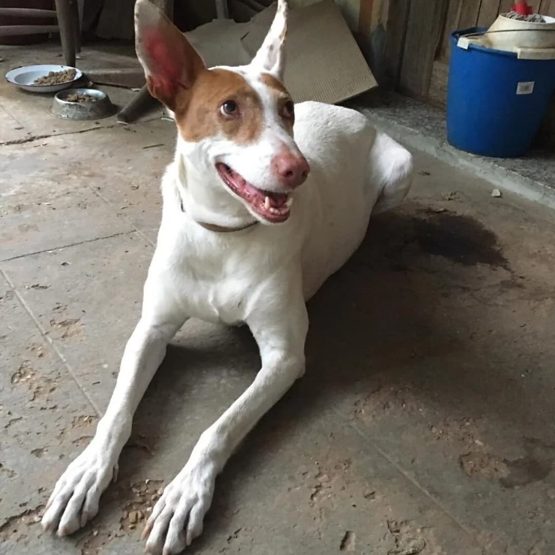 Koba, male senior Mixed Breed for adoption at Ribercan, Valencia