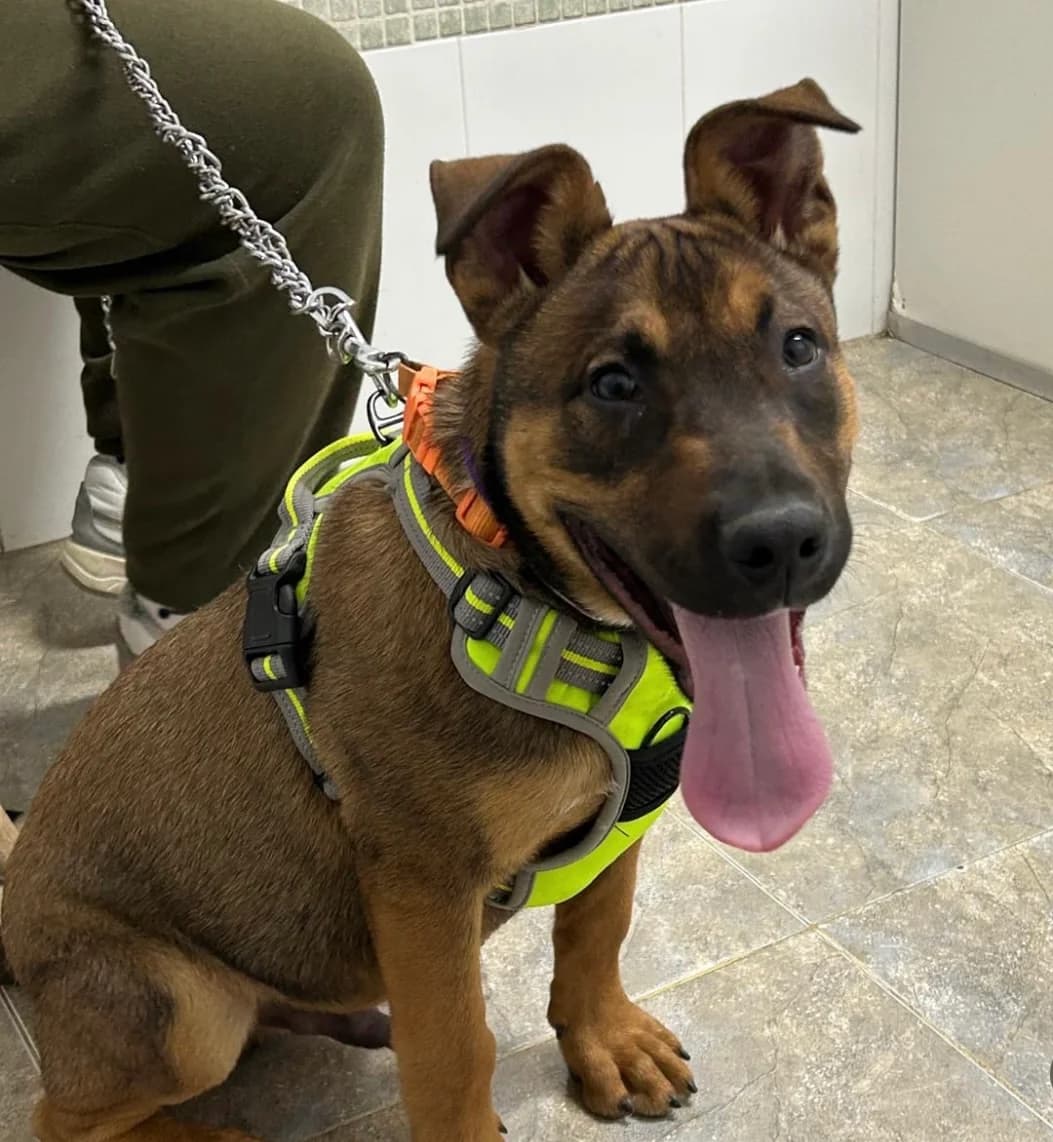 Bolo, male Mixed Breed for adoption at Ribercan, Valencia