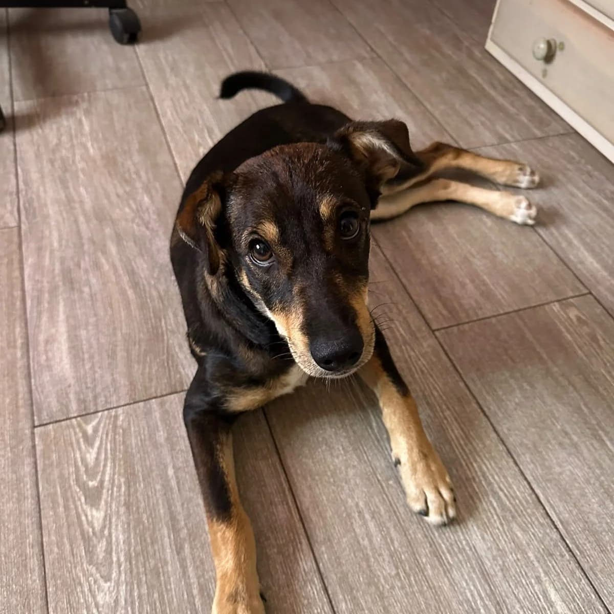 Lili, female Mixed Breed for adoption at Ribercan, Valencia
