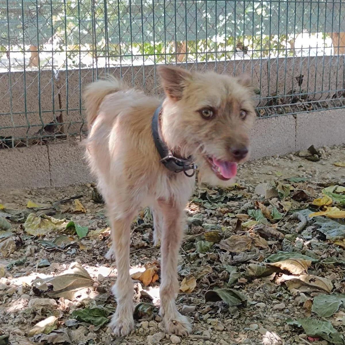 Mía, female Mixed Breed for adoption at Ribercan, Valencia