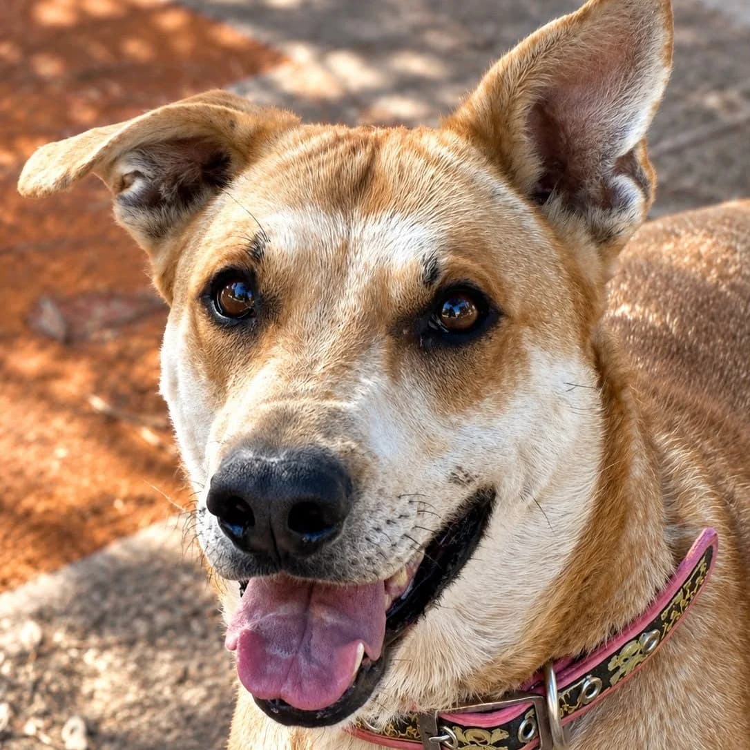 Poma, female Mixed Breed for adoption at Ribercan, Valencia