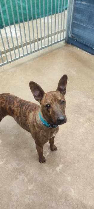 Kelan, male 6yo Mixed Breed for adoption at Rivanimal (Rivas-Vaciamadrid), Rivas-Vaciamadrid