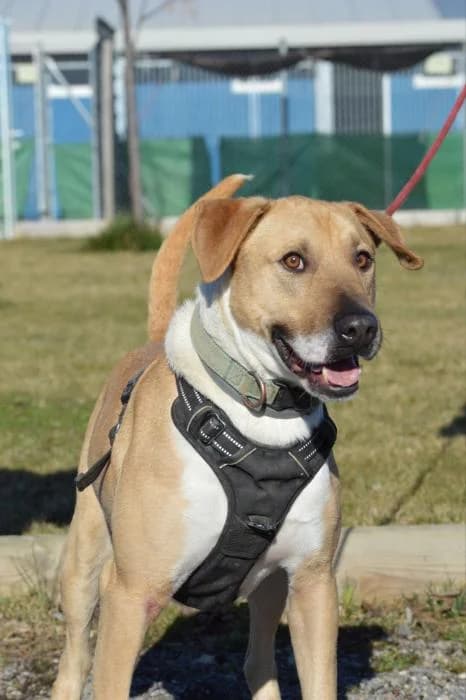 Floyd, male 5yo Mixed Breed for adoption at Rivanimal (Rivas-Vaciamadrid), Rivas-Vaciamadrid