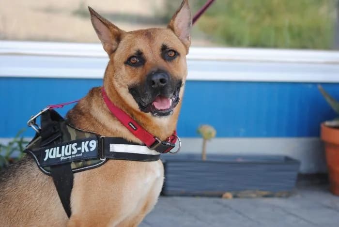 Cartoon, male 6yo Mixed Breed for adoption at Rivanimal (Rivas-Vaciamadrid), Rivas-Vaciamadrid