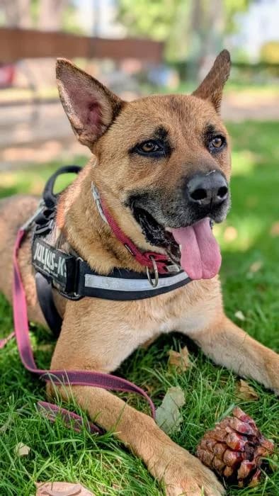 Cartoon, male 6yo Mixed Breed for adoption at Rivanimal (Rivas-Vaciamadrid), Rivas-Vaciamadrid