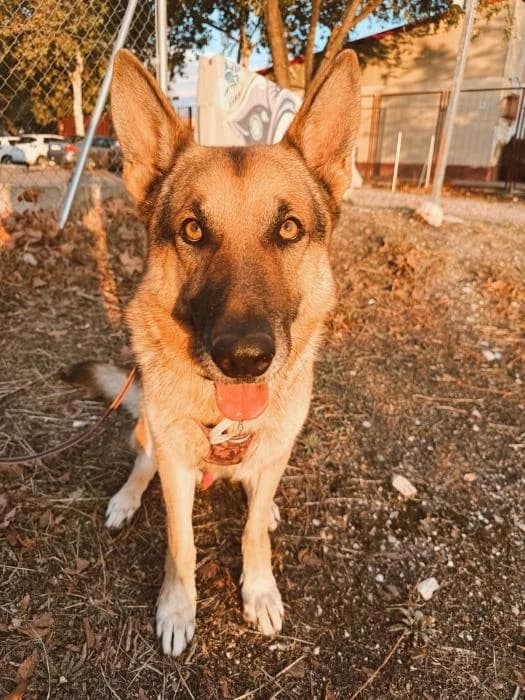 Spoiler, male 5yo Mixed Breed for adoption at Rivanimal (Rivas-Vaciamadrid), Rivas-Vaciamadrid