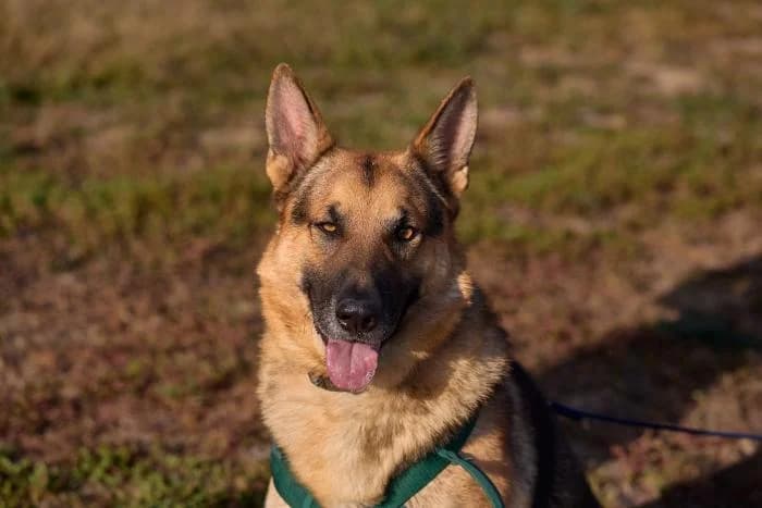 Spoiler, male 5yo Mixed Breed for adoption at Rivanimal (Rivas-Vaciamadrid), Rivas-Vaciamadrid