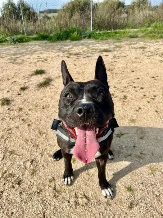 Eternal, male 5yo Pit Bull Terrier for adoption at Rivanimal (Rivas-Vaciamadrid), Rivas-Vaciamadrid