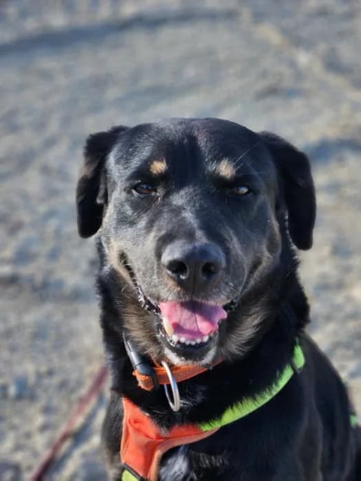 Amur, male 6yo Mixed Breed for adoption at Rivanimal (Rivas-Vaciamadrid), Rivas-Vaciamadrid