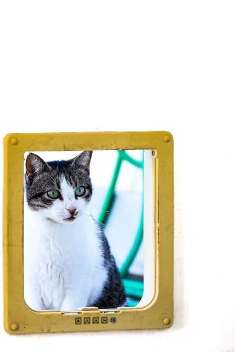Baltico, male 6yo European Shorthair for adoption at Rivanimal (Rivas-Vaciamadrid), Rivas-Vaciamadrid