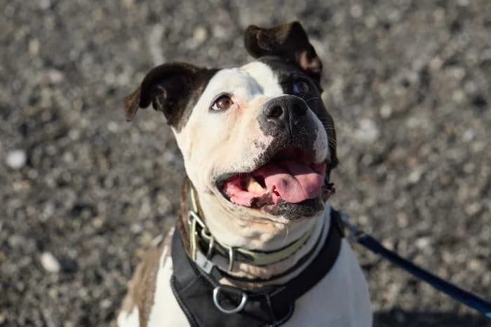 River, female senior American Staffordshire Terrier for adoption at Rivanimal (Rivas-Vaciamadrid), Rivas-Vaciamadrid