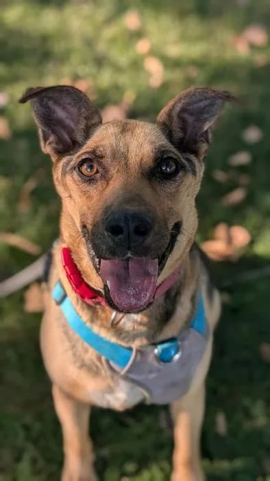 Ohana, female 5yo German Shepherd for adoption at Rivanimal (Rivas-Vaciamadrid), Rivas-Vaciamadrid
