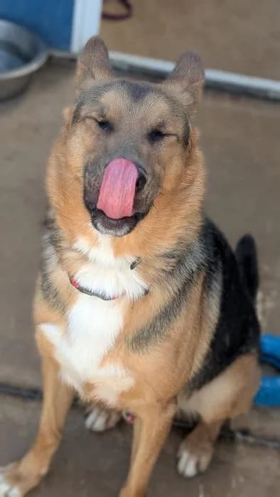 Gante, male 5yo German Shepherd for adoption at Rivanimal (Rivas-Vaciamadrid), Rivas-Vaciamadrid