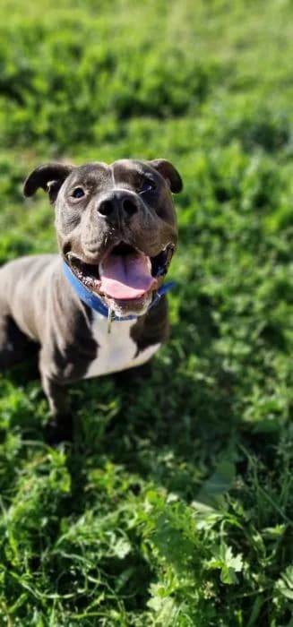 Kaih, male 4yo Mixed Breed for adoption at Rivanimal (Rivas-Vaciamadrid), Rivas-Vaciamadrid