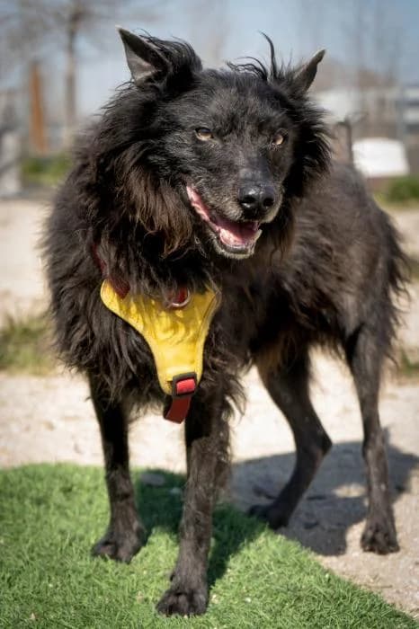 Klein, male 6yo Mixed Breed for adoption at Rivanimal (Rivas-Vaciamadrid), Rivas-Vaciamadrid