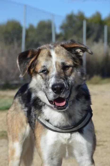 Wifi, male 4yo Border Collie for adoption at Rivanimal (Rivas-Vaciamadrid), Rivas-Vaciamadrid